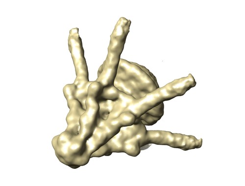 Estructura de la cola del virus bacteriófago T7./ J. L. Carrascosa