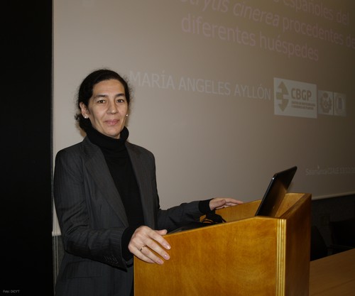 María Ángeles Ayllón Talavera, investigadora de la UPM.