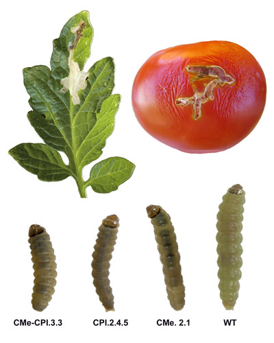 Plagas del tomate. Imagen: UPV.
