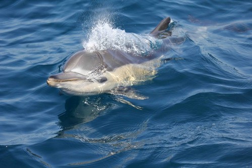 Delfín en el Mar de Alborán. / CIRCE.
