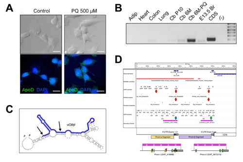 A. Cultivo celular de astrocitos de ratón vistos al microscopio. B. Expresión de la variante E del gen de ApoD en varios tejidos de ratón. C. Predicción in silico de la estructura génica de la variante E. D. Análisis bioinformático/Diez-Hermano et 