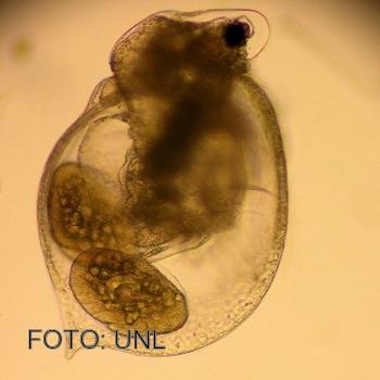 Microcrustáceo afectado por glifostafo.
