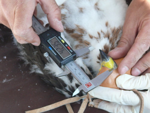 Marcaje de pollos de águila perdicera. FOTO: Iberdrola.