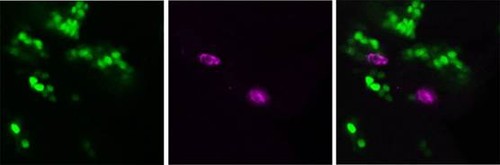 Células epiteliales secretan TyrRS (verdes) que actúa como molécula atractora de macrófagos (magenta). Imagen: CSIC.