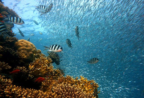 Las regiones coralinas son ejemplos de ‘hotspots’ de biodiversidad marina, regiones con un elevado número de especies. / Pixabay.