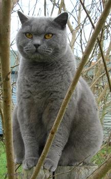 Gato doméstico ('Felis silvestris catus').