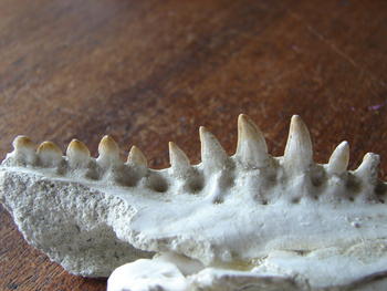 Detalle del maxilar del 'Duerosuchus'.
