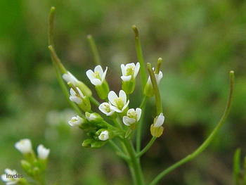 Arabidopsis thalina.