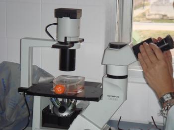 La investigadora observa las células en las muestras a través del microscopio.