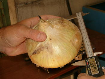 Un investigador mide una cebolla de Palenzuela.