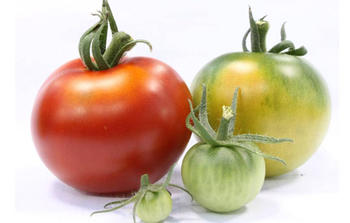 Identifican un gen involucrado en la pigmentación y el nivel de azúcar del tomate (FOTO: Conicet).