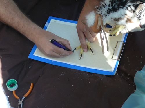 Marcaje de pollos de águila perdicera. FOTO: Iberdrola.