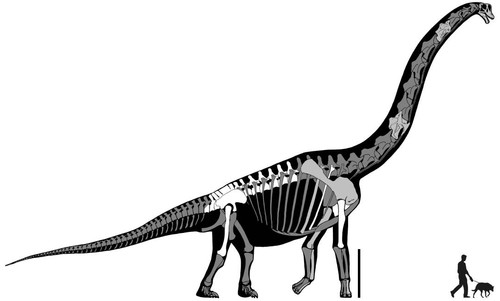 Esqueleto de Brachiosaurus. FOTO: Museo de Salas