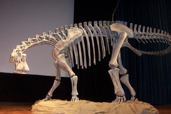 Esqueleto de Rebaquisáurido africano.