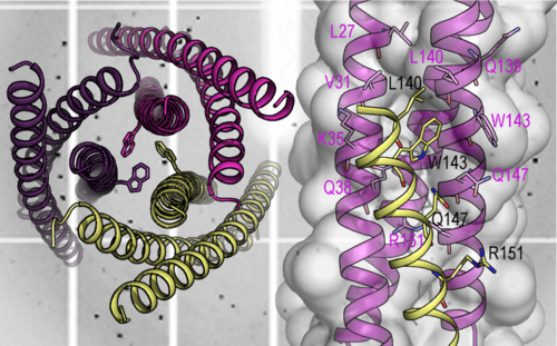 Estructura cristalográfica de la cadena proteica. Representación de la superposición de la proteína dentro del modelo teórico del ectodominio gp41. Imagen: UGR.