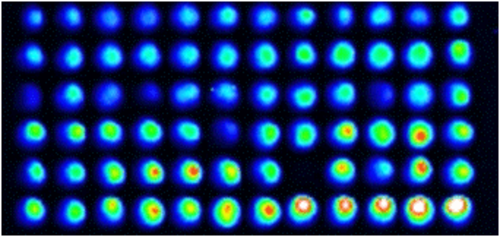 La imagen muestra una placa de 96 pocillos, que contiene cepas de Neurospora crassa emitiendo luminiscencia de forma circadiana. FOTO: LUIS LARRONDO