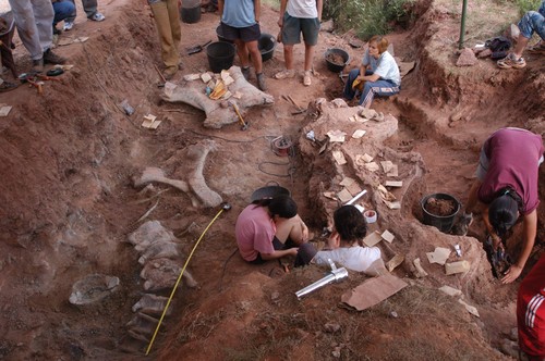 Excavacion en El Oterillo con vértebras a la derecha de la imagen. FOTO: Museo de Salas