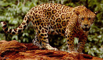 Imagen de uno de los jaguar que habita en la península de Yucatán.