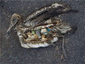 CadÃ¡ver de albatros con residuos en su interior. Foto: Chris Jordan.