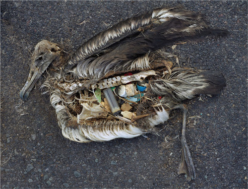 Cadáver de albatros con residuos en su interior. Foto: Chris Jordan.