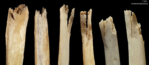 Alteración ósea producida por un oso. Foto: CENIEH.