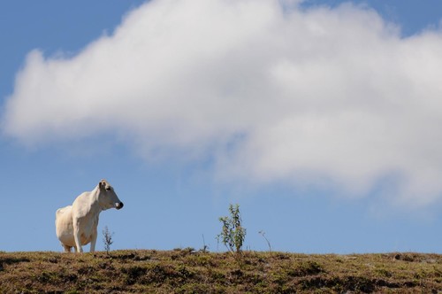 Vaca en los Andes colombianos/Neil Palmer/International Center for Tropical Agriculture