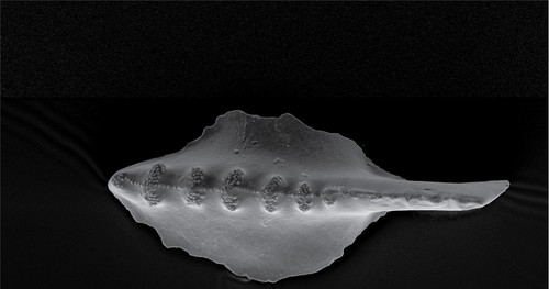 Imagen de microscopio electrónico de barrido de los dientes de un ejemplar del género de conodonto Sweetognathus, recogidos en Wyoming, EE. UU. Este ejemplar tiene entre 293,7 y 294,9 millones de años/David Terrill, Charles Henderson