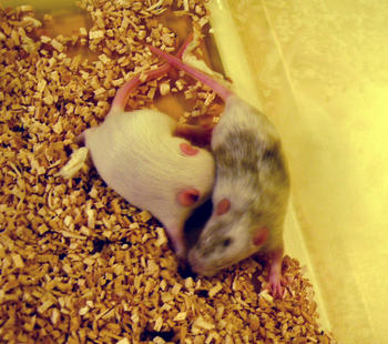 Ratones modificados genéticamente