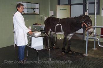 Un investigador del Departamento de Medicina Veterinaria de la Universidad de León realizan un electrocardiograma a un asno zamoranoleonés.