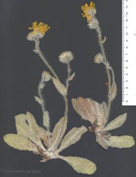 'Hieracium pseudolainzii' (material de herbario).