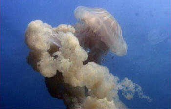 Las poblaciones de medusas presentan variaciones a lo largo de los años. Foto: gentileza investigadores.