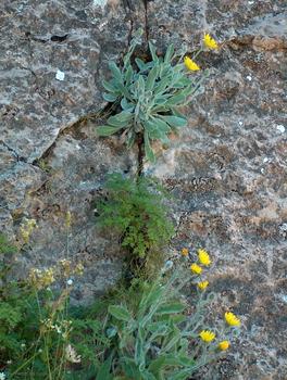 'Hieracium pseudolainzii' (en la parte inferior ) junto a 'Hieracium lainzii' (en la parte superior) en la localidad tipo de 'Hieracium pseudolainzii'.