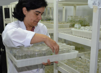El CRIPRONA se prepara para suplir los componentes activos del güitite que se utilizarían en fármacos para combatir el cáncer. En la imagen la Dra. Rosaura Romero Chacón directora del CIPRONA (FOTO: UCR).