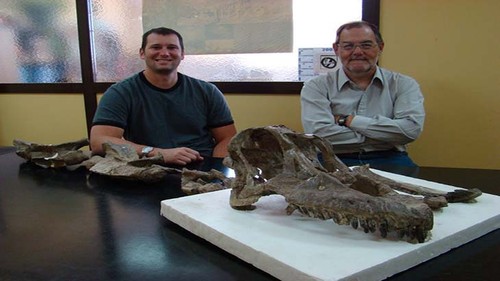 Cráneo de dinosaurio patagónico. Foto: Argentina Investiga.