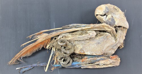 Guacamayo escarlata momificado recuperado de Pica 8 en el norte de Chile/Calogero Santoro, Universidad de Tarapacá y José Capriles, Universidad de Pensilvania