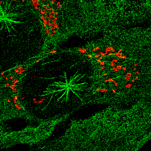 Células humanas con microtúbulos (en verde) que crecen desde el centrosoma y desde el aparato de Golgi (en rojo)./IRB.