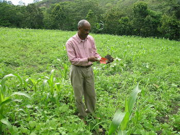 Un agricultor en un cultivo de habichuelas en República Dominicana. Fuente: F.G.A.