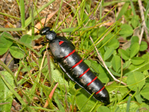 Escarabajo aceitero (Berberomeloe majalis)./ CSIC