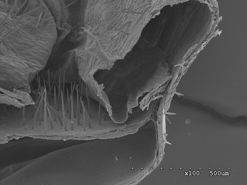 Imagen de la planta Memoremea al microscopio. Foto: CSIC.