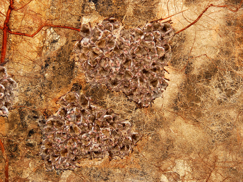 Grupo de murciélagos de la especie ratonero gris (Myotis escalerai)/Félix González y Óscar de Paz.