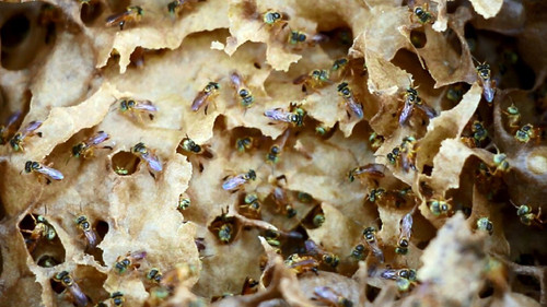 Una colmena de 5 mil abejas yateí produce apenas un litro de miel por año/CCT Nordeste/Silvana Siviero.