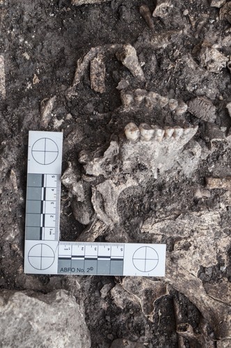 Fragmento óseo recuperado en el dolmen de 'El Pendón'.