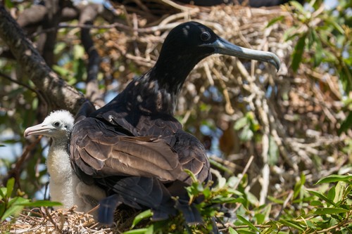 Pelícanos marrones en Isla Boná (Panamá)/STRI