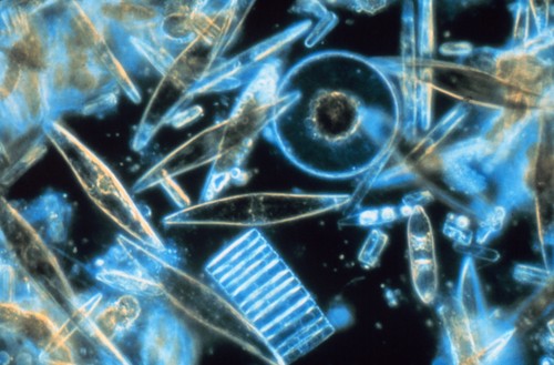 Diatomeas vistas al microscopio.