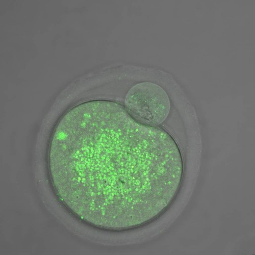 Un óvulo con déficit de mitofusina 2 . Las manchas en verde representan a las mitocondrias en cantidad reducida, agrupadas e hinchadas con relación a los óvulos de control/Marcos Chiaratti