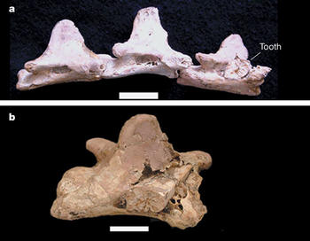 Vértebras cervicales de un pterosaurio, con dientes de otro dinosaurio incrustados (Foto: Nature)