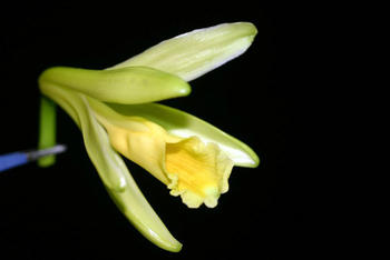 La vainilla proviene de un género de orquídeas que comprende unas 110 especies, distribuidas en todas las zonas tropicales del planeta (FOTO: UN).