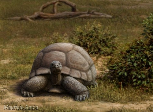 Ilustración de Mauricio Antón de la tortuga gigante.
