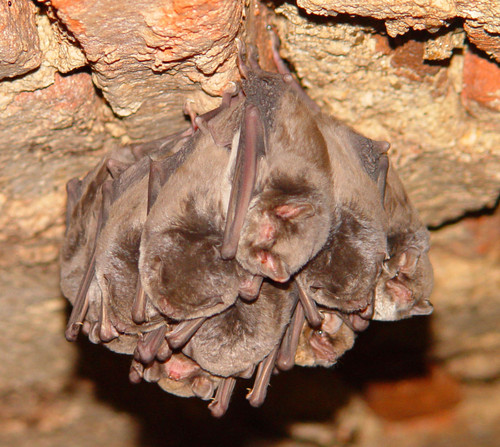 Grupo de murciélagos de cueva (Miniopterus schreibersii)/Félix González y Óscar de Paz.