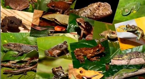 Biodiversidad amazónica/Fapesp
